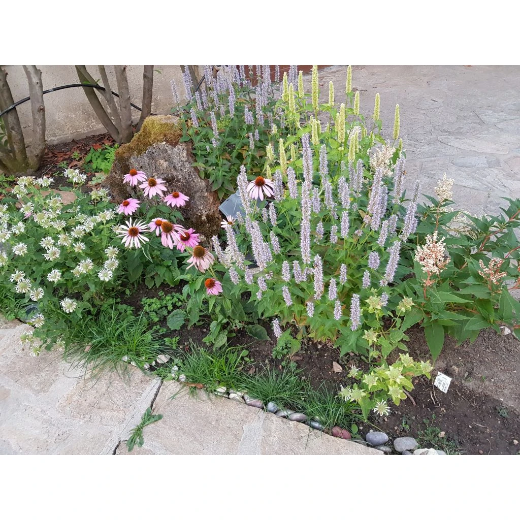 Massif Estival 4 Massif Estival – Image 2