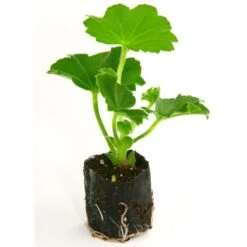 Kit Plateau Et Mottes Fertiss 3.2 X 3.5 Cm De Fertil : Plateau De 84 Mottes -Promesse de fleurs Magasin plateau de 84 mottes Fertiss 3cm2x3cm5 pour bouturage et semis 912450 3