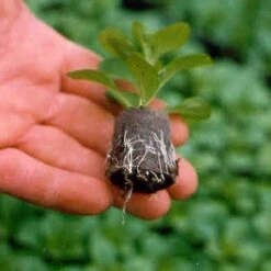 Kit Plateau Et Mottes Fertiss 3.2 X 3.5 Cm De Fertil : Plateau De 84 Mottes -Promesse de fleurs Magasin plateau de 84 mottes Fertiss 3cm2x3cm5 pour bouturage et semis 912450 4