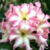Rhododendron Melrose Flash - Grand Rhododendron En Pot De 4L./5L. -Promesse de fleurs Magasin rhododendron melrose flash 781743 1