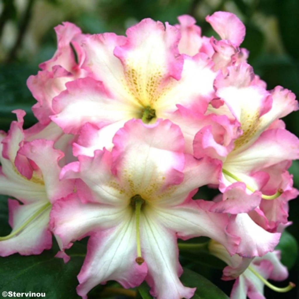 Rhododendron Melrose Flash - Grand Rhododendron En Pot De 4L./5L. 3 Rhododendron Melrose Flash - Grand Rhododendron En Pot De 4L./5L.