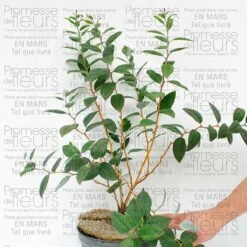 Viorne - Viburnum Plicatum Mary Milton 7 Viorne - Viburnum Plicatum Mary Milton -Promesse de fleurs Magasin viorne viburnum plicatum mary milton 9520 T